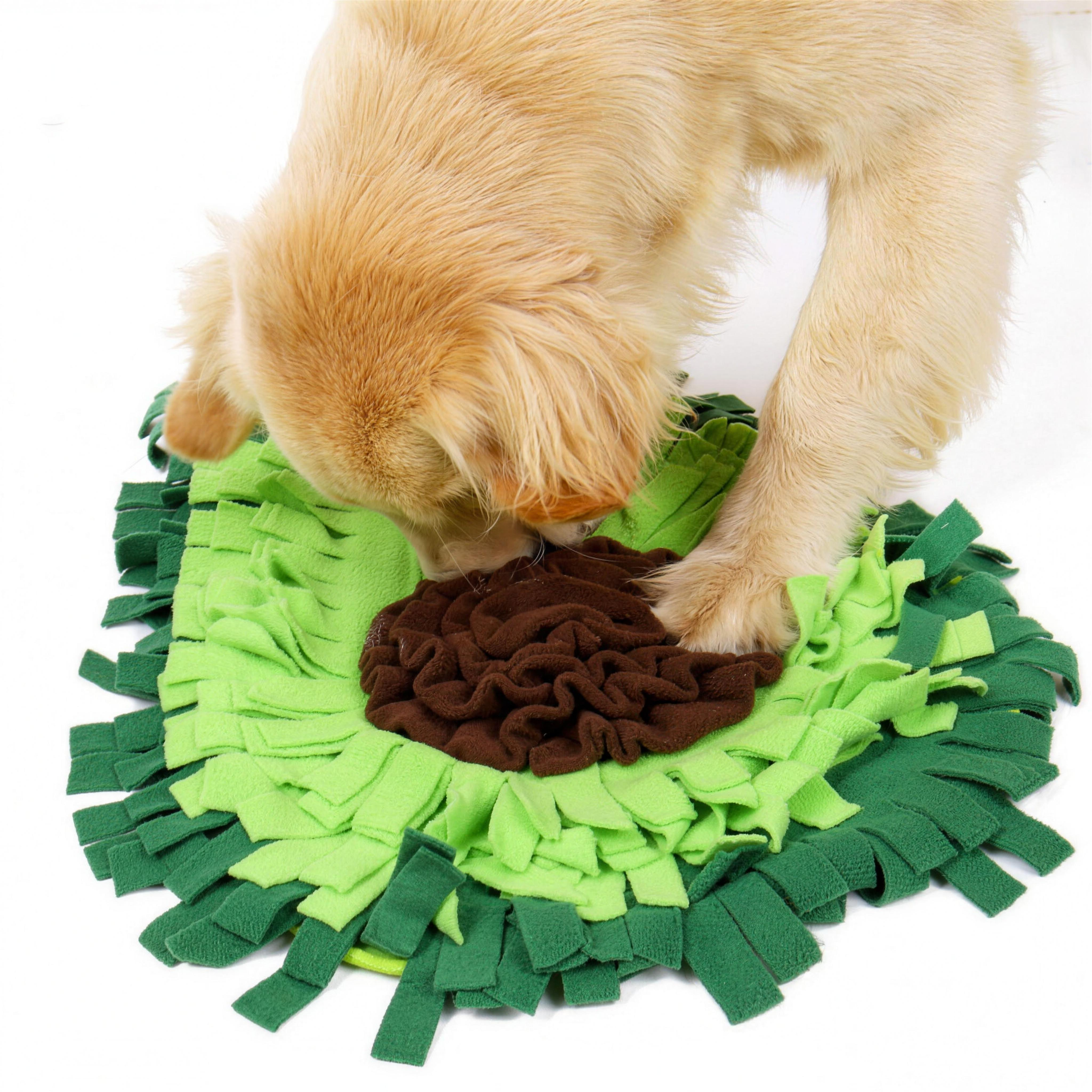 Golden retriever olfateando la alfombra aguacate